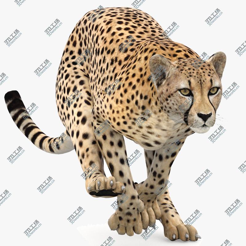 images/goods_img/2021040233/Cheetah Animated 3D model/2.jpg